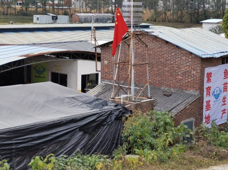 塘鲺苗批发-本地塘鲺苗，供应三黄塘鲺苗，基地直供价格低