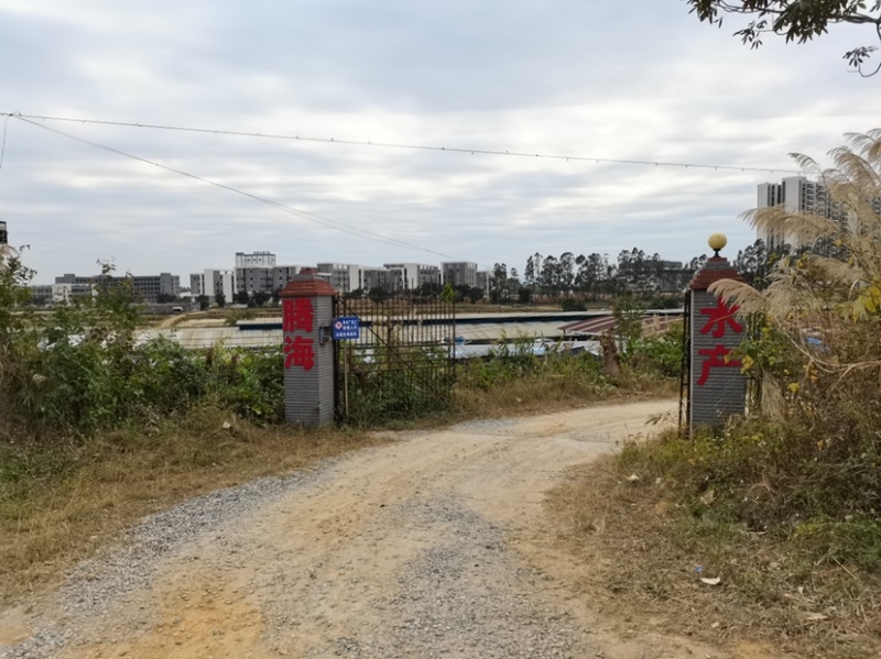 泥鳅水花/泥鳅苗批发/签合同回收/技术指导