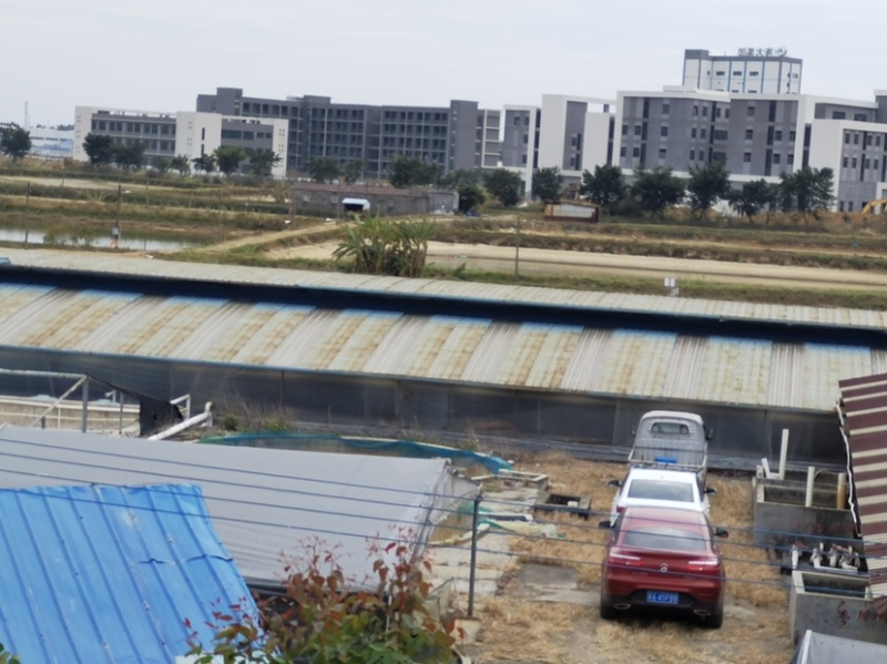 泥鳅苗-基地直供-回收-泥鳅苗批发，供应台湾泥鳅苗和水花
