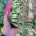 单县捆把菠菜，20-25公分，大量上市中！3-6毛