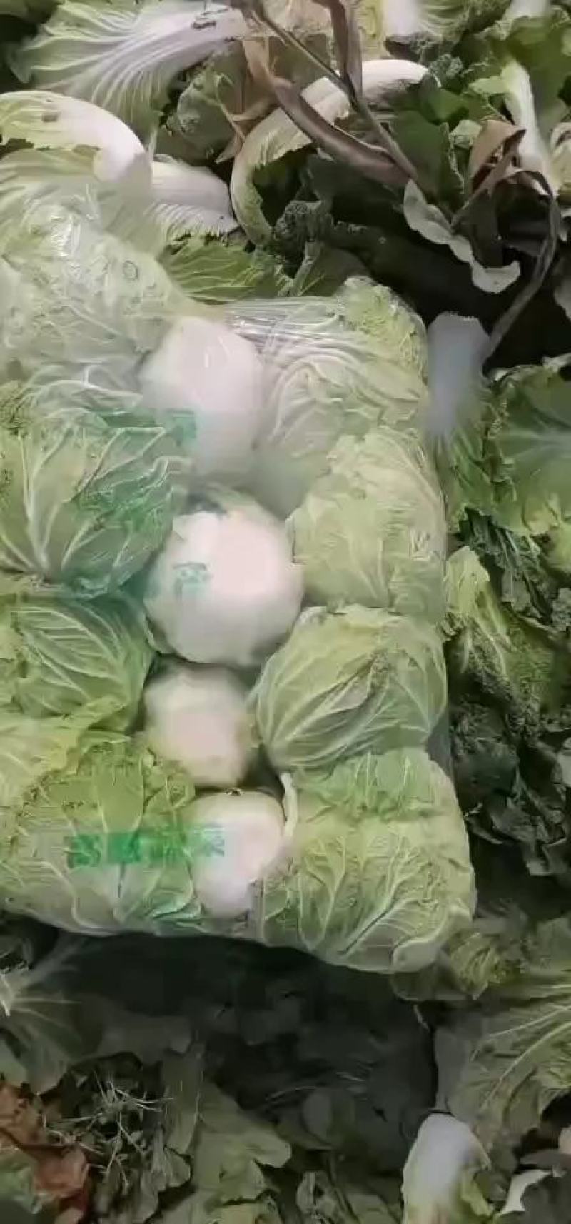 黄心白菜.保质保量，专业团队，出货快，包装干大量现货供应