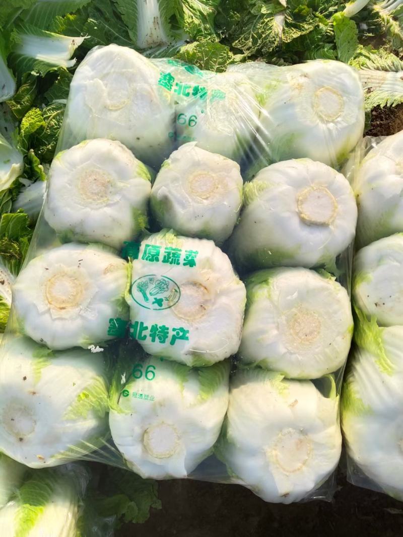 黄心白菜.保质保量，专业团队，出货快，包装干大量现货供应