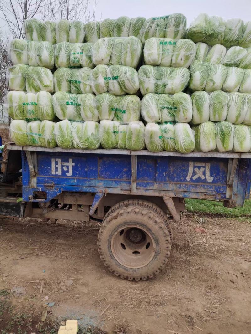 黄心白菜.保质保量，专业团队，出货快，包装干大量现货供应