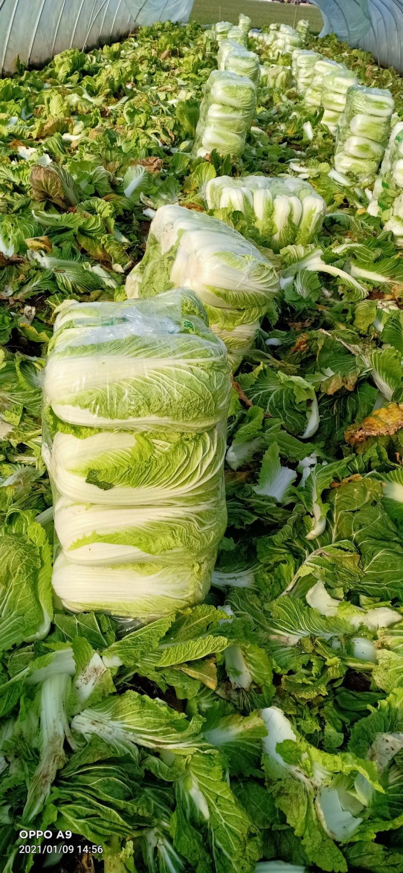 黄心白菜.保质保量，专业团队，出货快，包装干大量现货供应