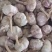 山东大蒜红皮紫皮蒜太空蒜自有【大型仓储冷库大型加工厂】