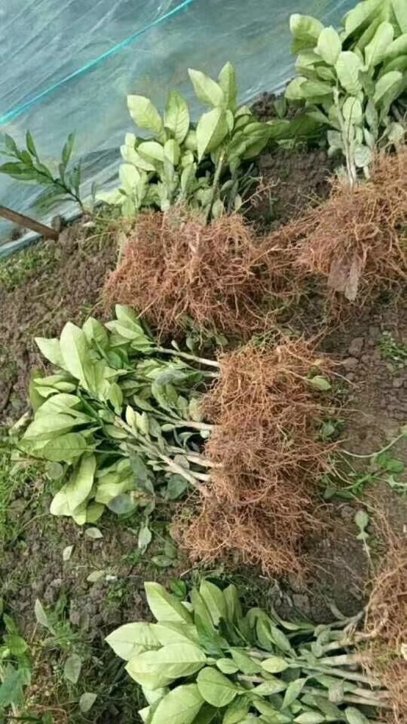 福建平和琯溪蜜柚红柚苗，三红苗