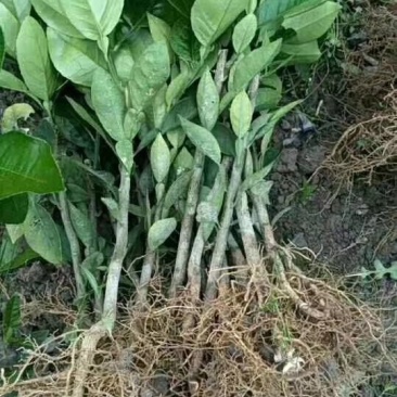 福建平和琯溪蜜柚红柚苗，三红苗