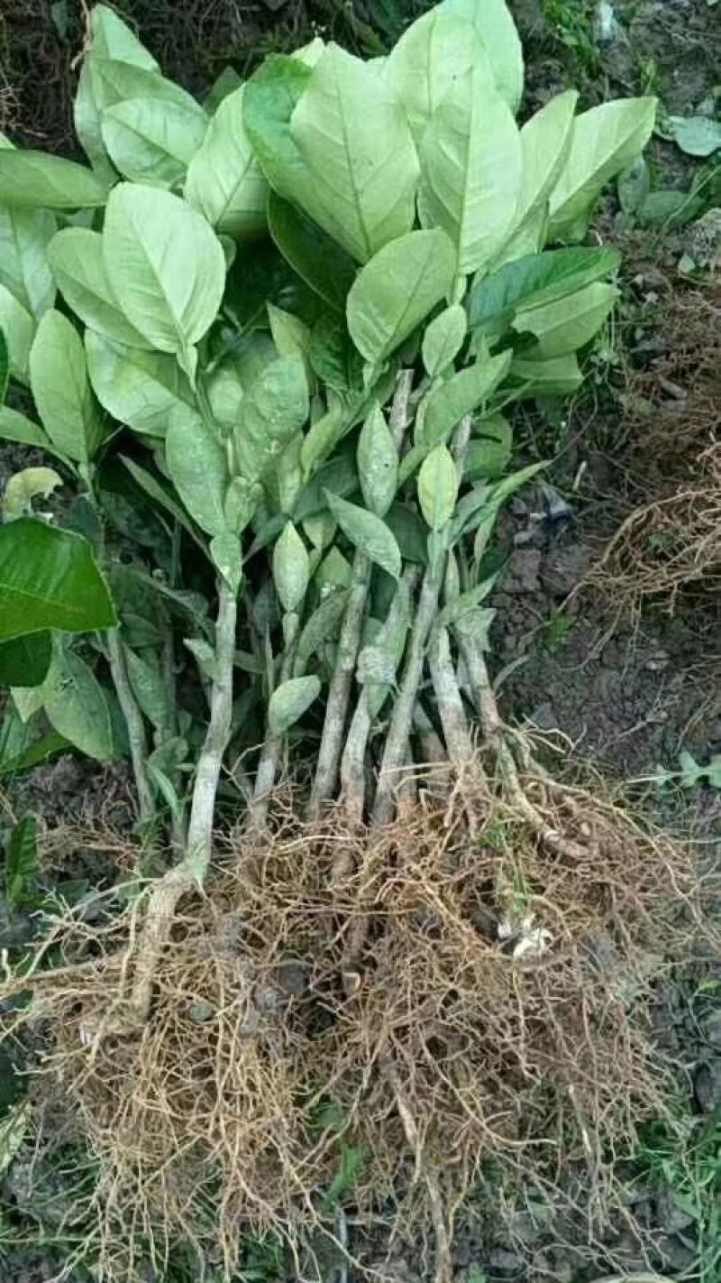福建平和琯溪蜜柚红柚苗，三红苗
