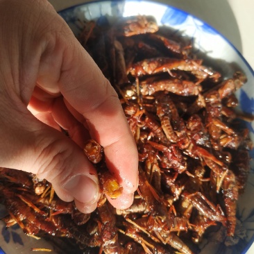 去翅纯母蚂蚱满籽母蚂蚱高蛋白食用昆虫土特产山货低营养丰富