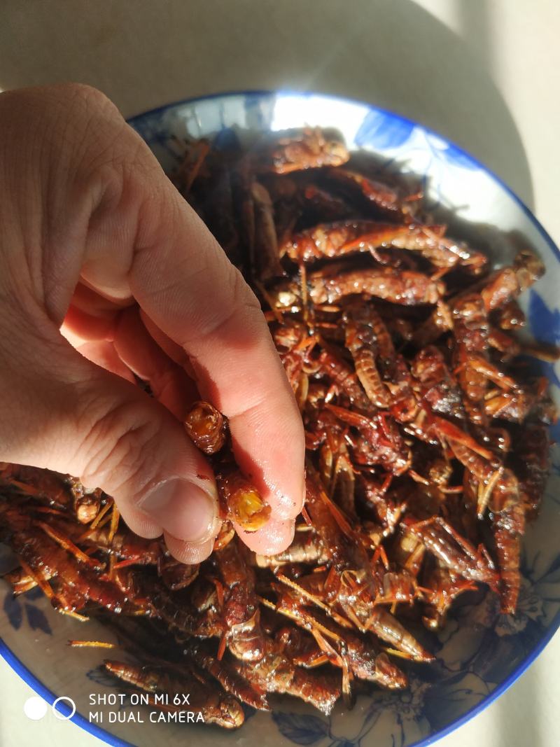 去翅纯母蚂蚱满籽母蚂蚱高蛋白食用昆虫土特产山货低营养丰富