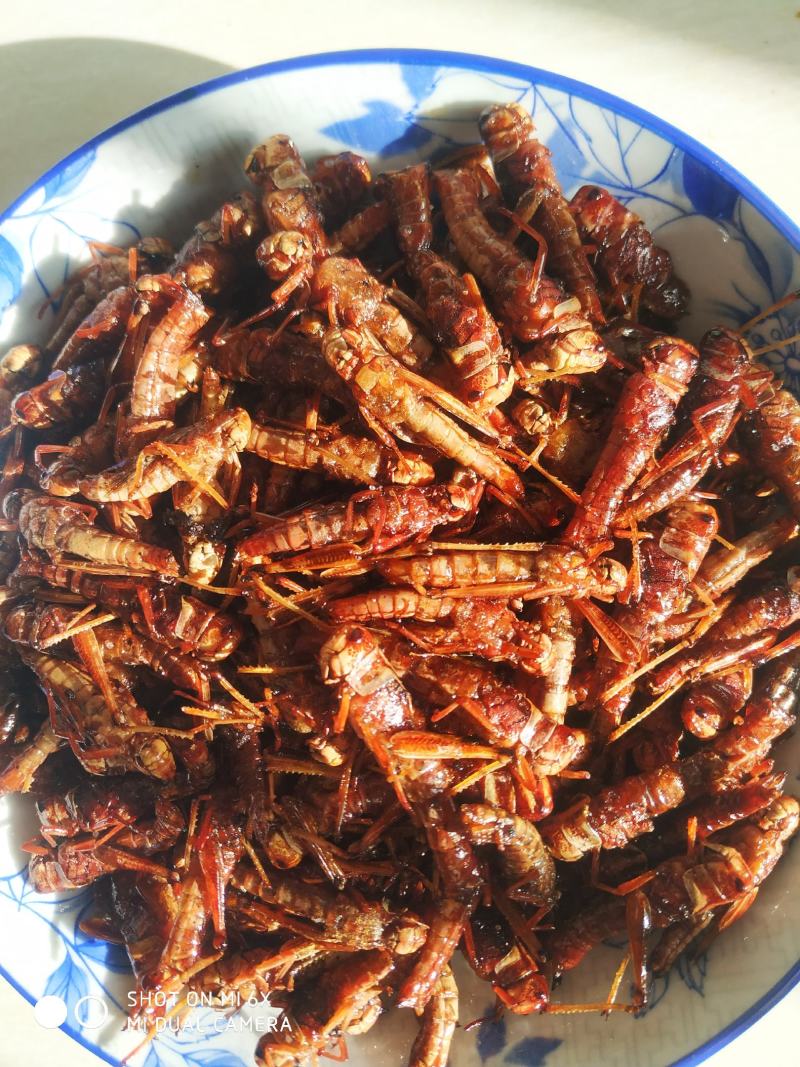 去翅纯母蚂蚱满籽母蚂蚱高蛋白食用昆虫土特产山货低营养丰富