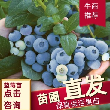 25，11，F6，德雷珀，杜克蓝莓苗