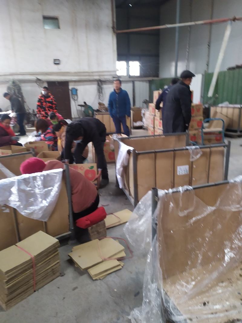礼泉膜袋苹果，地面货五毛钱包上车。没有其他费用，冷库货八