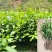 云南大叶种冰岛茶树苗普洱茶叶苗