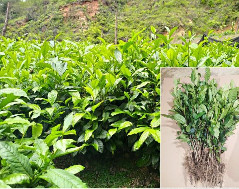 云南大叶种冰岛茶树苗普洱茶叶苗