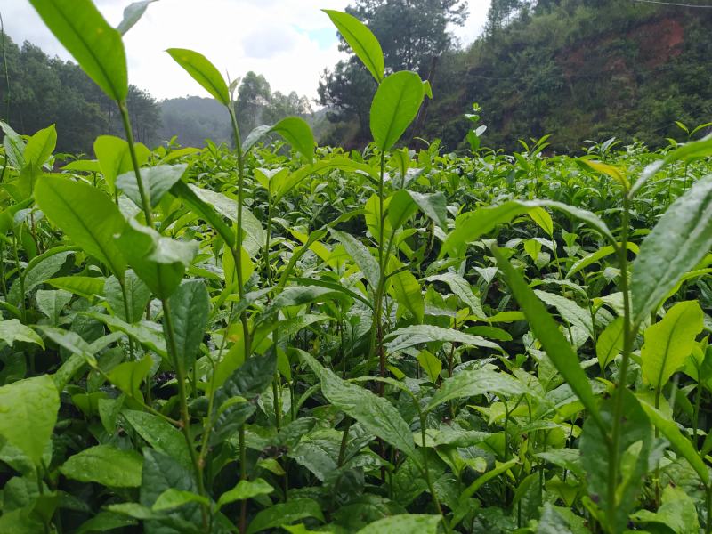 云南大叶种冰岛茶树苗普洱茶叶苗