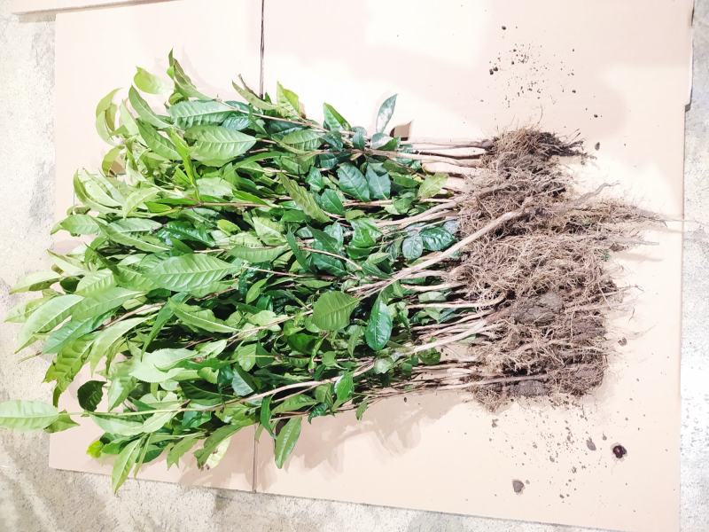 云南大叶种冰岛茶树苗普洱茶叶苗