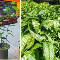 云南大叶种冰岛茶树苗普洱茶叶苗