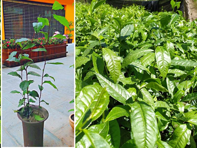 云南大叶种冰岛茶树苗普洱茶叶苗
