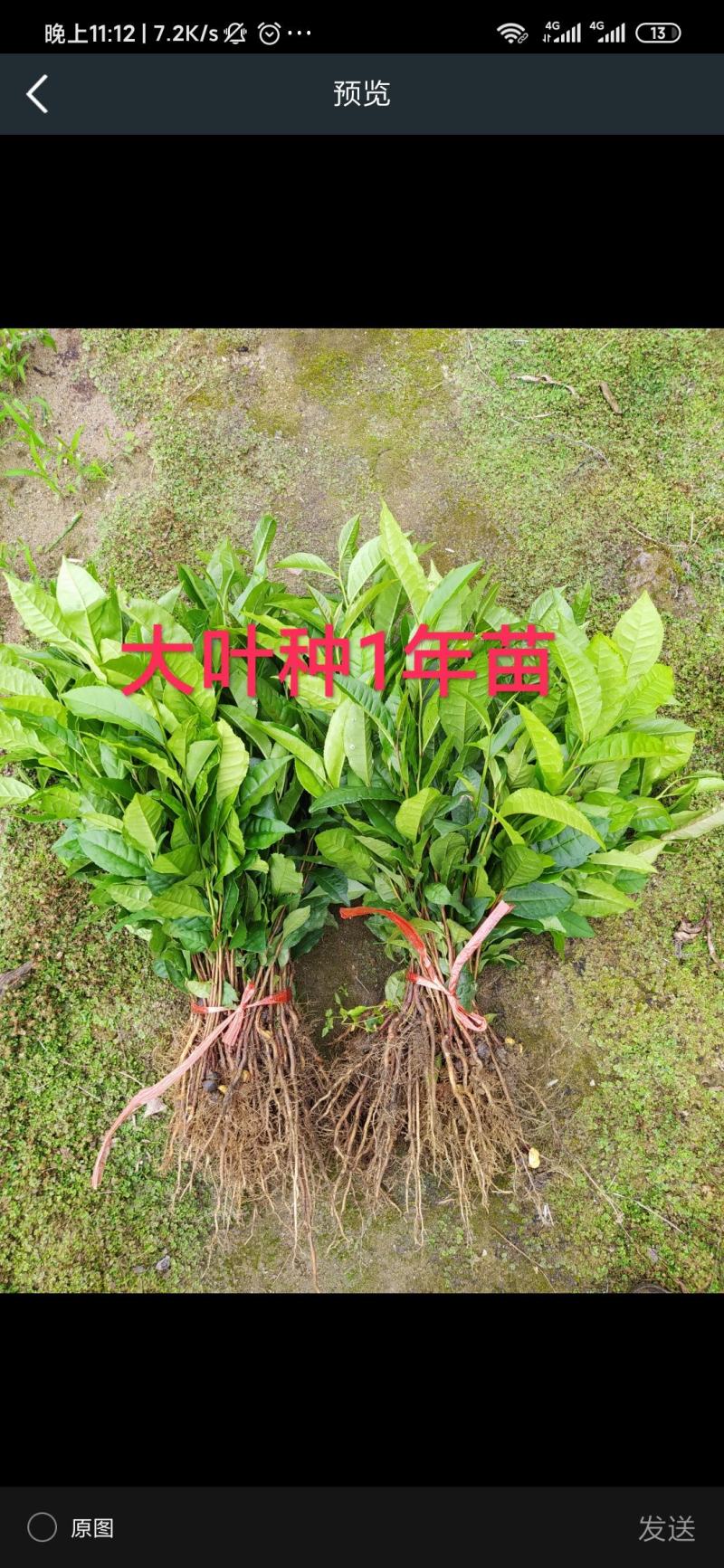 云南大叶种冰岛茶树苗普洱茶叶苗