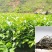 云南大叶种冰岛茶树苗普洱茶叶苗