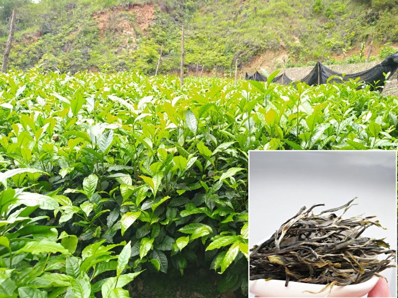 云南大叶种冰岛茶树苗普洱茶叶苗