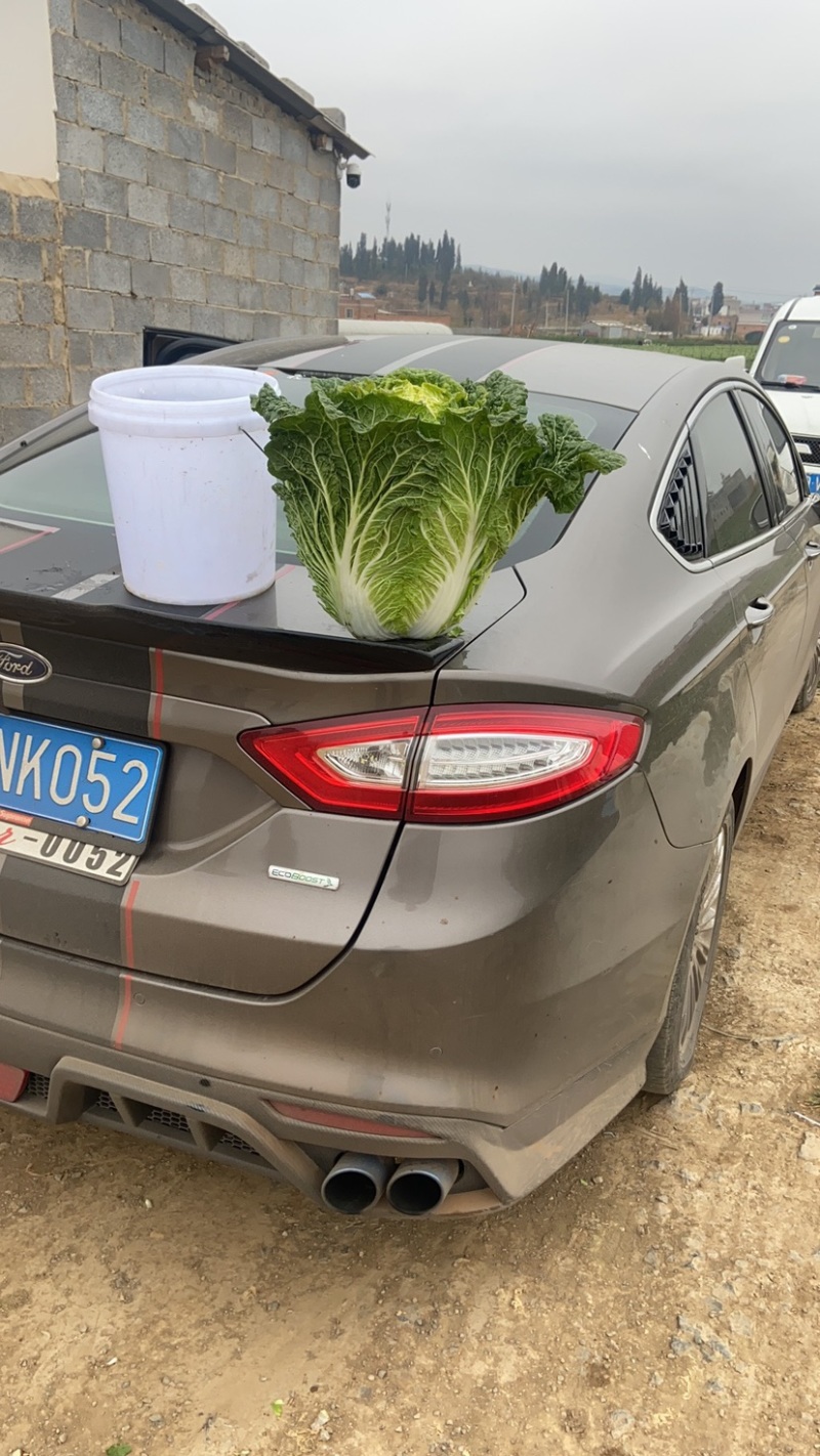 大白菜云南陆天大白菜🥬……………………