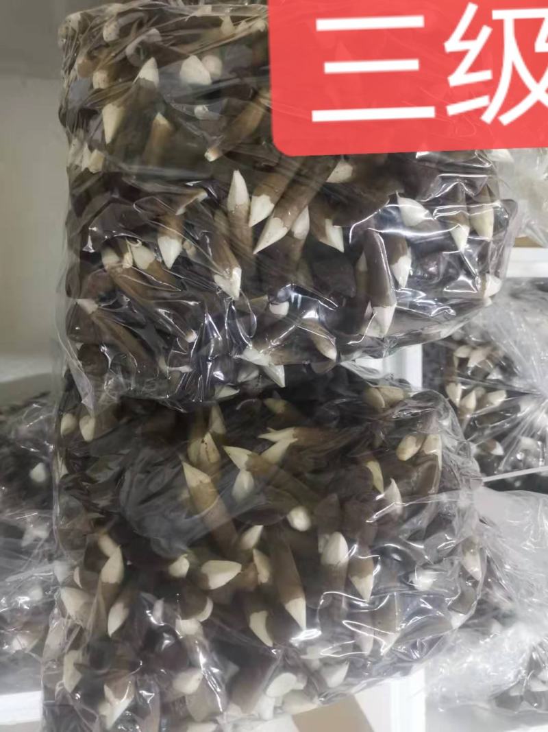 山东黑皮鸡枞菌，江浙沪优先