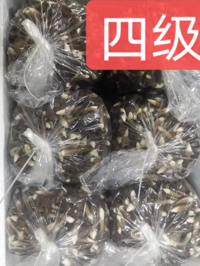 山东黑皮鸡枞菌，江浙沪优先