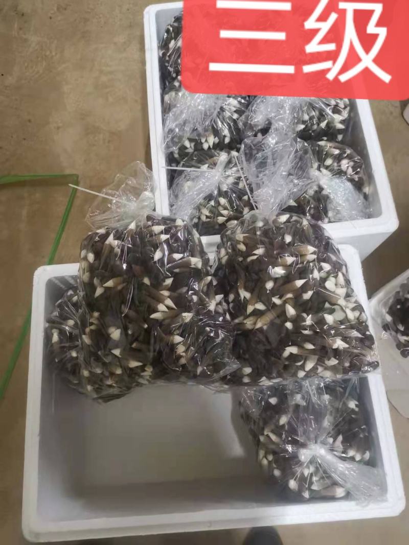 山东黑皮鸡枞菌，江浙沪优先