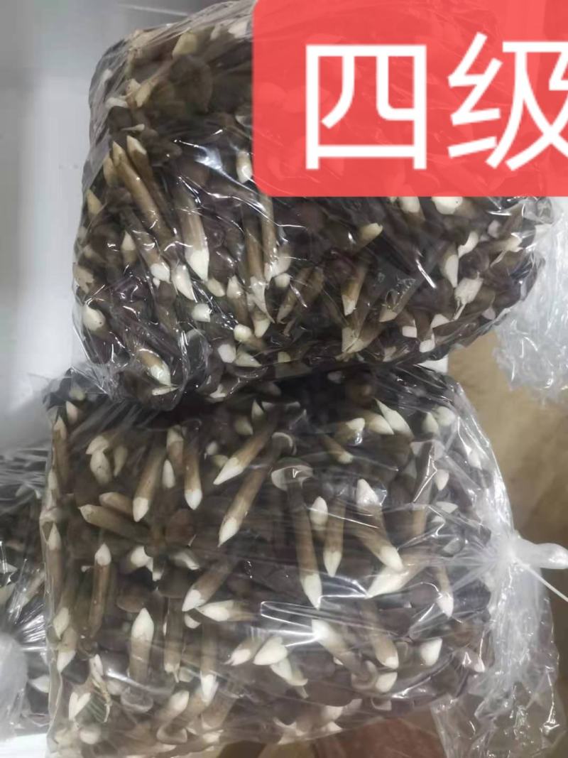 山东黑皮鸡枞菌，江浙沪优先