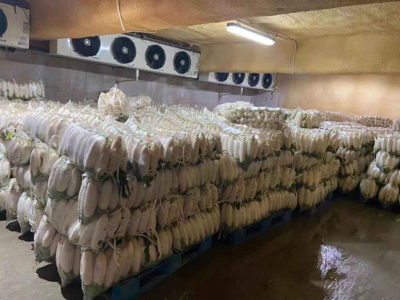 萝卜，白萝卜，条形好，产地直供，价格美丽，欢迎咨询