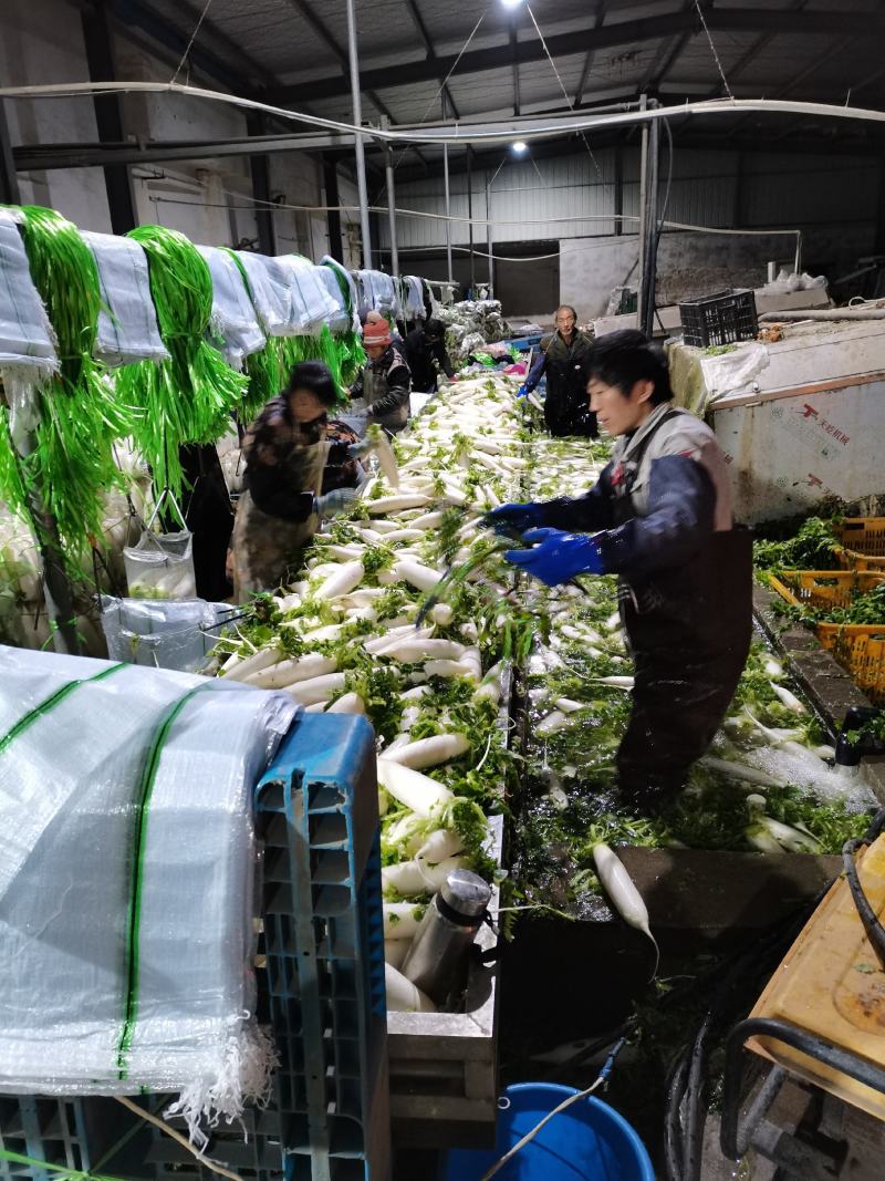 萝卜，白萝卜，条形好，产地直供，价格美丽，欢迎咨询