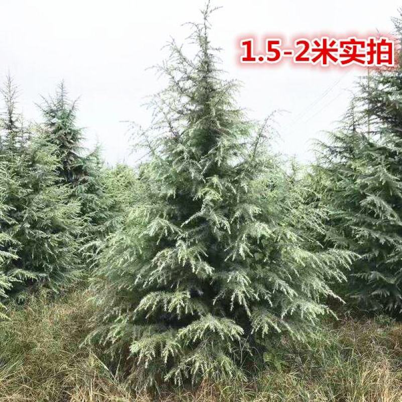 黑松苗白皮松黑松小苗雪松苗雪松树苗直销松树苗盆景造型素材