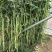 茂华绿长霸豆角种子，条长无鼠尾，无筋鲜嫩好吃