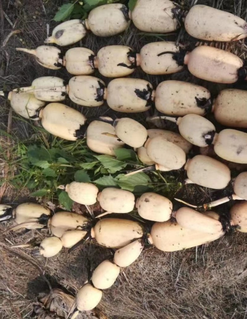 藕种，藕苗，藕种苗，观赏藕种，观赏藕苗，盆栽藕苗，盆栽藕