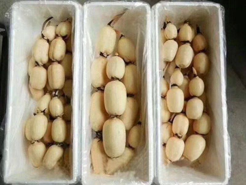 藕种，藕苗，藕种苗，观赏藕种，观赏藕苗，盆栽藕苗，盆栽藕