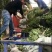 庭院绿化苗木花灌木红王子锦带王子锦带花苗自产自销包邮