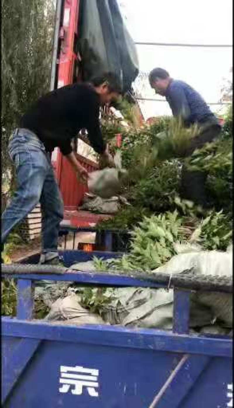 庭院绿化苗木花灌木红王子锦带王子锦带花苗自产自销包邮
