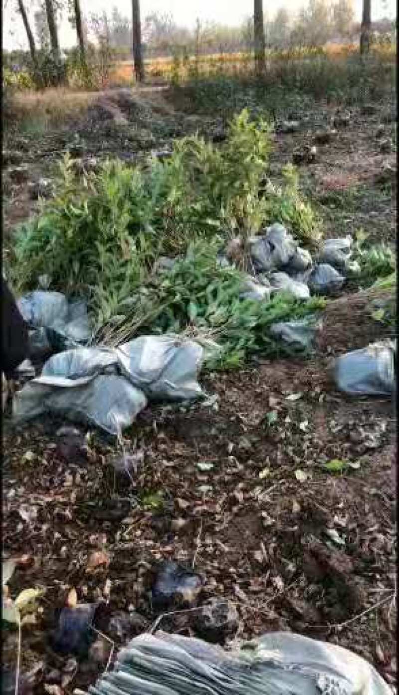 庭院绿化苗木花灌木红王子锦带王子锦带花苗自产自销包邮