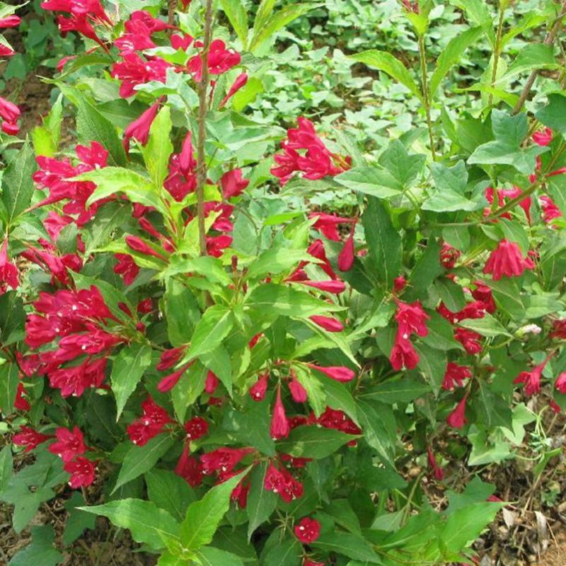 庭院绿化苗木花灌木红王子锦带王子锦带花苗自产自销包邮