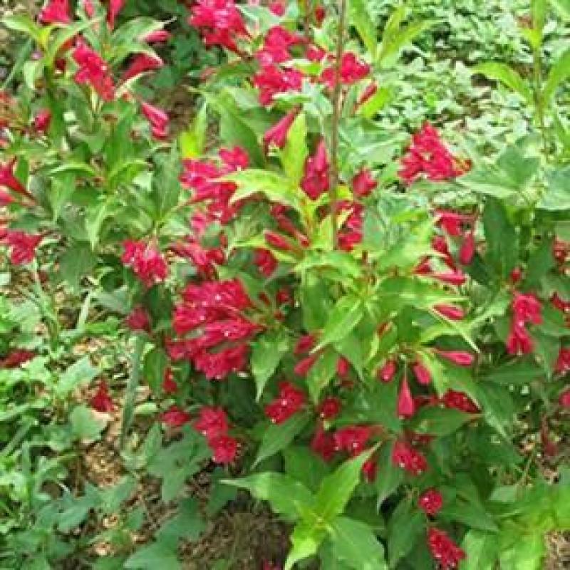 庭院绿化苗木花灌木红王子锦带王子锦带花苗自产自销包邮