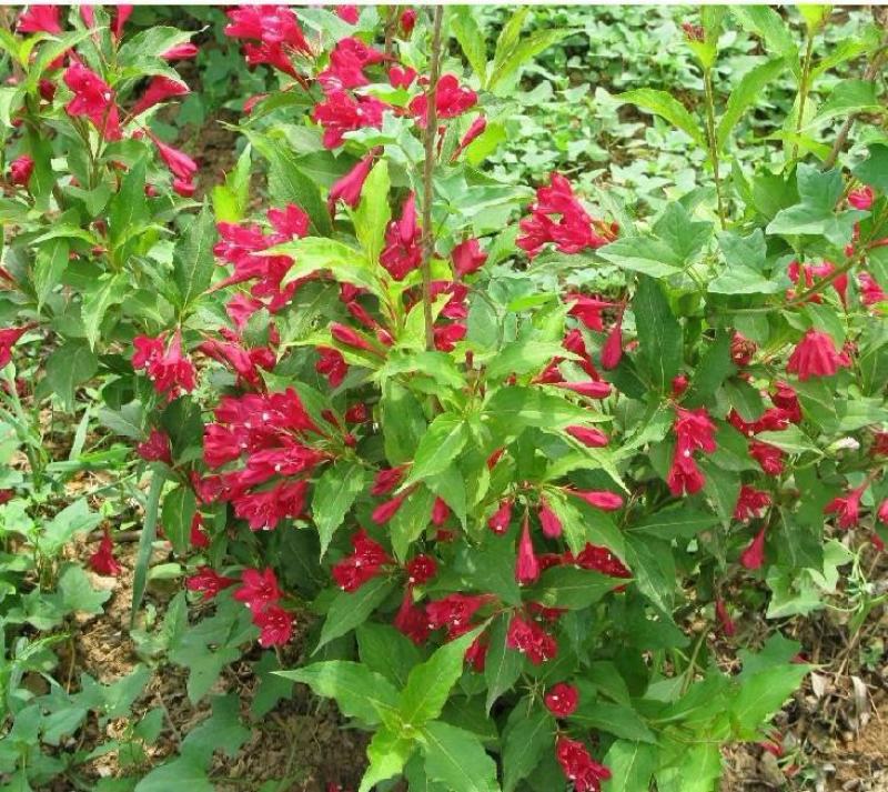 庭院绿化苗木花灌木红王子锦带王子锦带花苗自产自销包邮