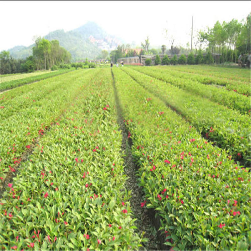 庭院绿化苗木花灌木红王子锦带王子锦带花苗自产自销包邮