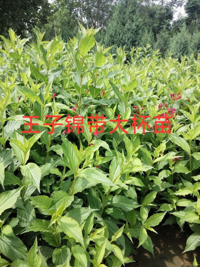 庭院绿化苗木花灌木红王子锦带王子锦带花苗自产自销包邮