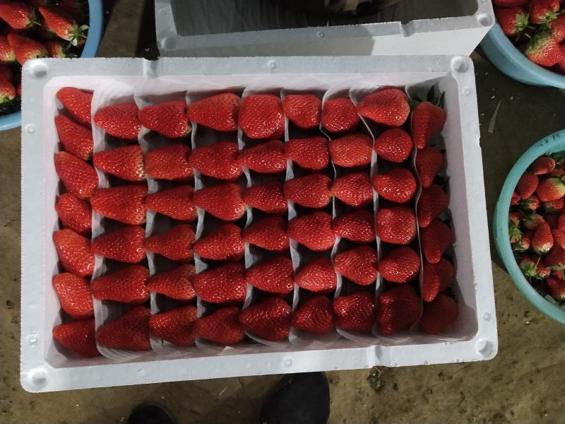 草莓甜宝草莓，基地直供，品质保证颜色靓丽口感独特