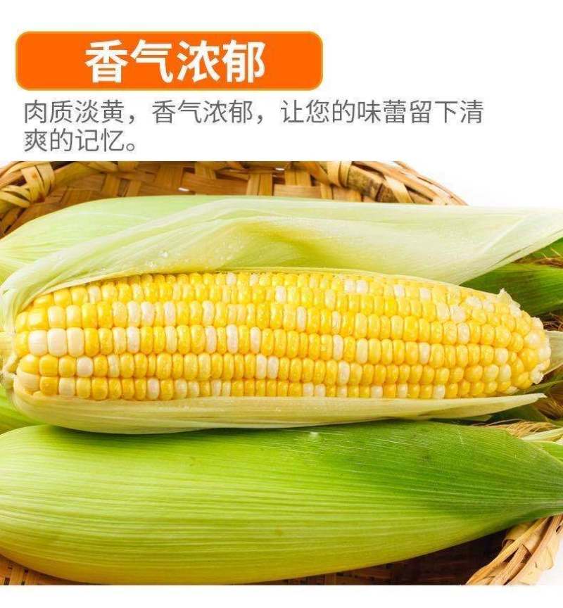 广东现摘新鲜水果玉米脆甜玉米棒暴浆10丿6丿3丿坏了包邮
