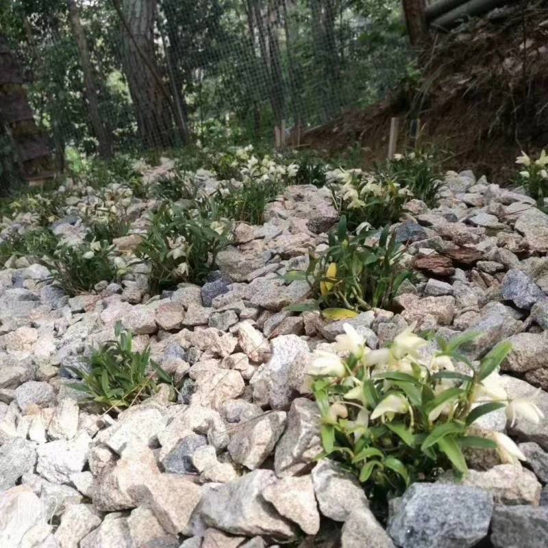 【霍山米斛鲜条】林下仿野生种植五年生源自核心产区太平畈乡