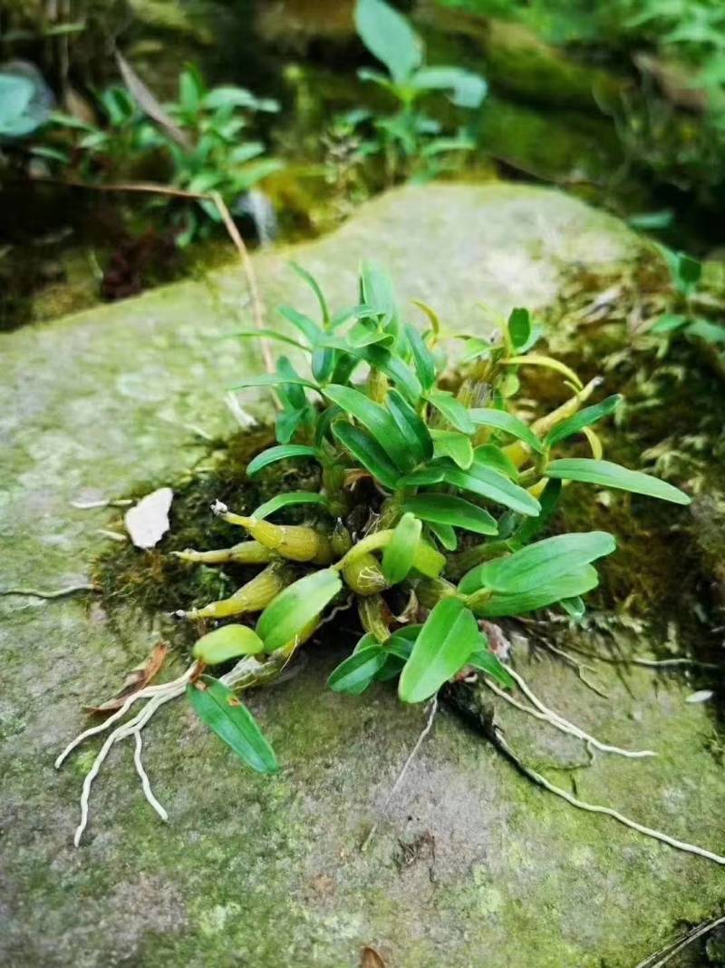 【霍山米斛鲜条】林下仿野生种植五年生源自核心产区太平畈乡