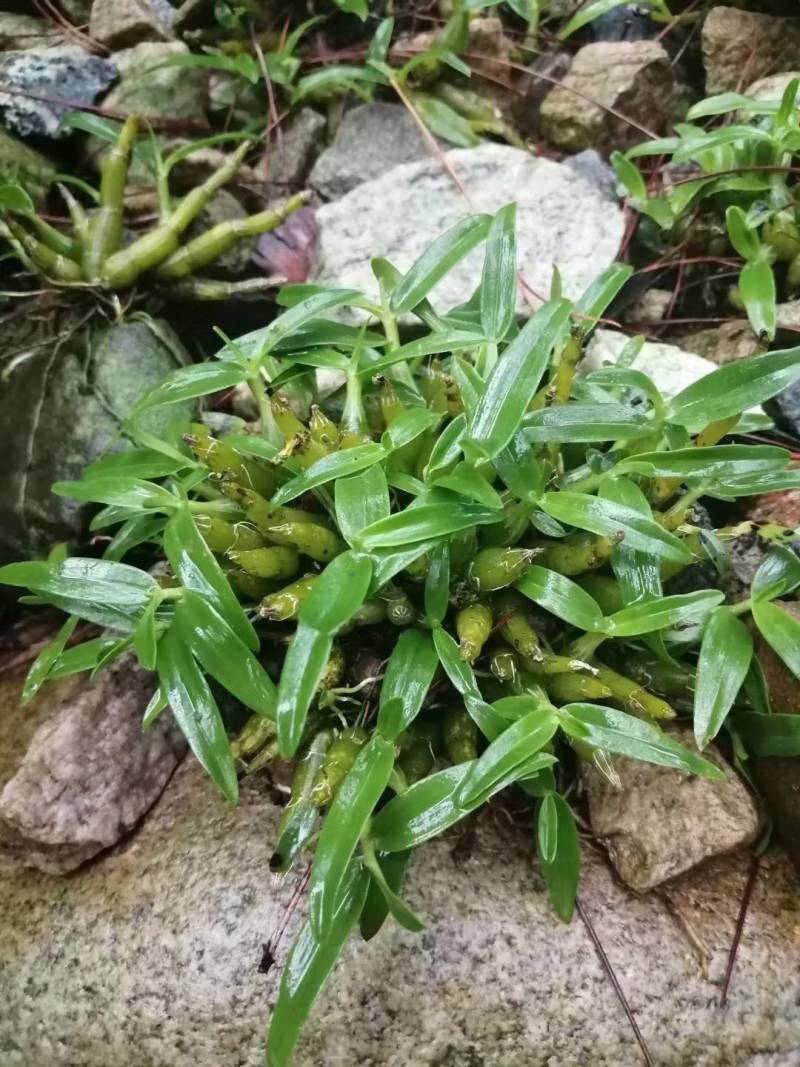 【霍山米斛鲜条】林下仿野生种植五年生源自核心产区太平畈乡